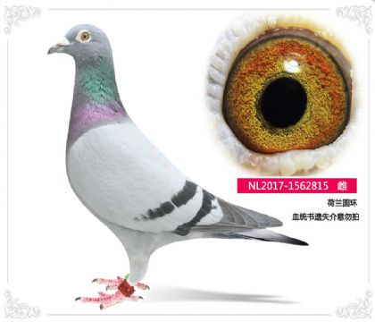 mAh(hun)815   	