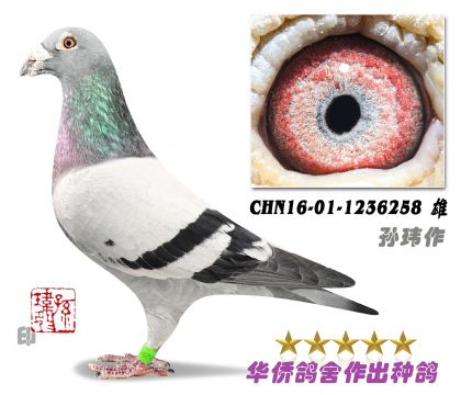 4̖(ho)--ɽAϵ1236258-