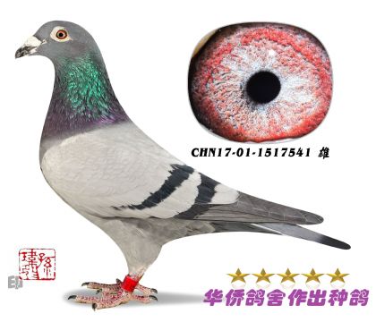 6̖(ho)--Aϵ-1517541--ɰ