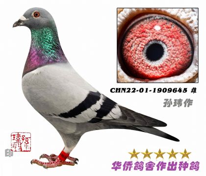7̖(ho)--ղɭ019ϵ-1909645-