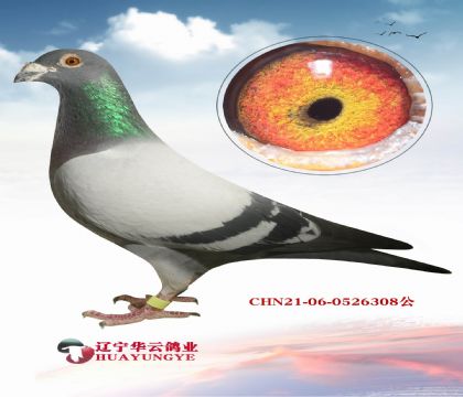 ؐ˹Ѫϵ ĸӻѪ  c(din)Nƹؐ˹ѪӴ