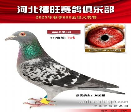 600公里8名
