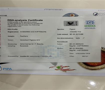 DNA