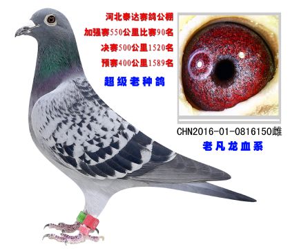 河北泰達賽鴿公棚加強賽550公里90名