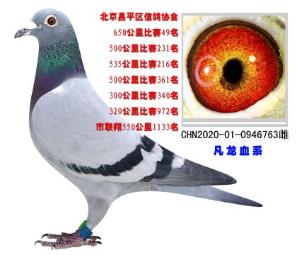 北京昌平區(qū)信鴿協(xié)會650公里比賽49名