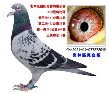 北京眾益陽光賽鴿俱樂部三關綜合12名
