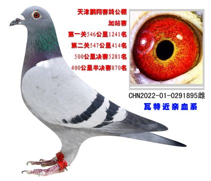 天津鵬翔賽鴿公棚加站賽547公里414名