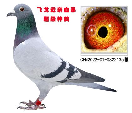 飛戈近親血系 超級種鴿