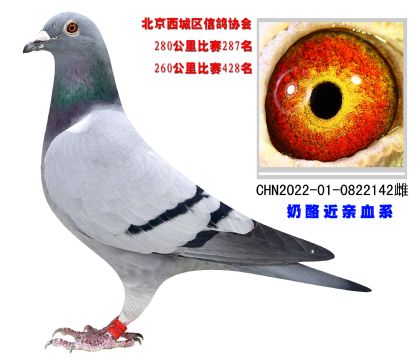 北京西城區(qū)信鴿協(xié)會280公里287名 奶酪近親血系