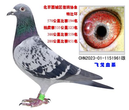 北京西城區(qū)信鴿協(xié)會特比環(huán)570公里比賽194名