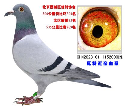 北京西城區(qū)信鴿協(xié)會特比環(huán)500公里304名