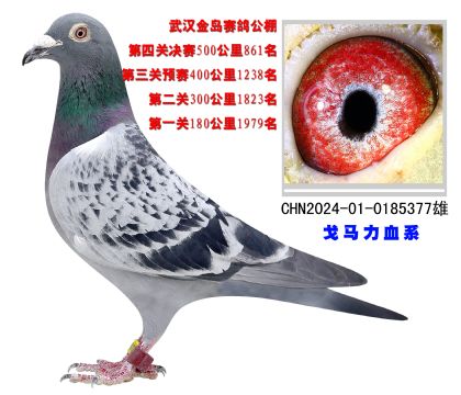 武漢金島賽鴿公棚500公里決賽861名