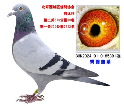 北京西城區(qū)信鴿協(xié)會特比環(huán)570公里80名