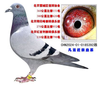 北京西城區(qū)信鴿協(xié)會360公里比賽151名