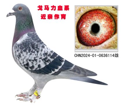 戈馬力血系 近親作育 大毛腳