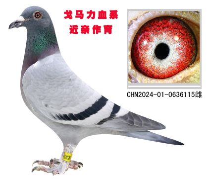 戈馬力血系 近親作育 大毛腳