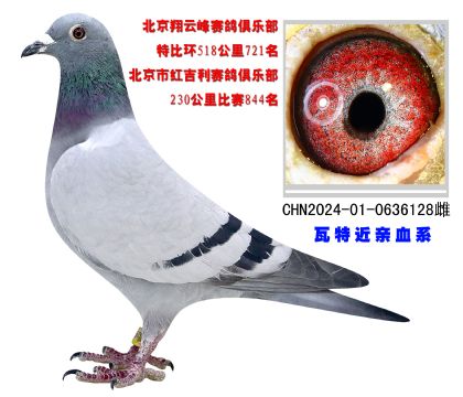 北京翔云峰賽鴿俱樂部特比環(huán)518公里721名