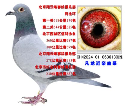 北京翔云峰賽鴿俱樂部特比環(huán)518公里170名