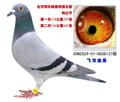 北京翔云峰賽鴿俱樂部特比環(huán)518公里307名