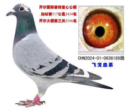 開爾國際賽鴿愛心公棚加站賽517公里2434名