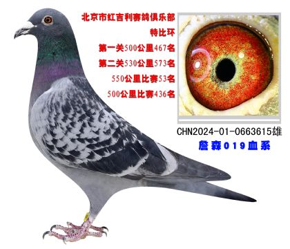 北京紅吉利賽鴿俱樂部550公里比賽53名