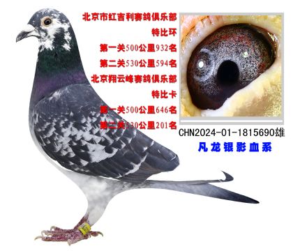 北京翔云峰賽鴿俱樂部530公里比賽201名