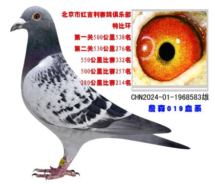 北京紅吉利賽鴿俱樂部特比環(huán)530公里276名