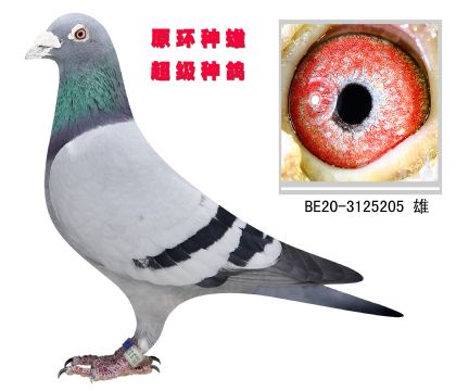 原環(huán)種雄 超級種鴿