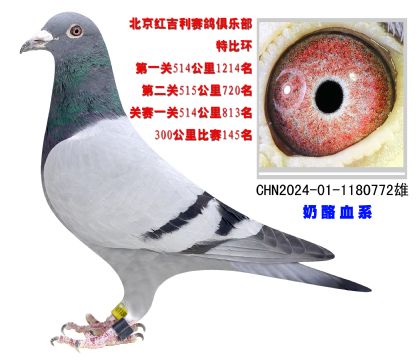 北京紅吉利賽鴿俱樂部300公里比賽145名