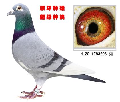 原環(huán)種雄 超級種鴿