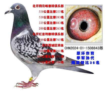 北京翔云峰賽鴿俱樂部550公里比賽255名