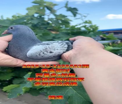 xS䌦Ӵ܊ƽ݅