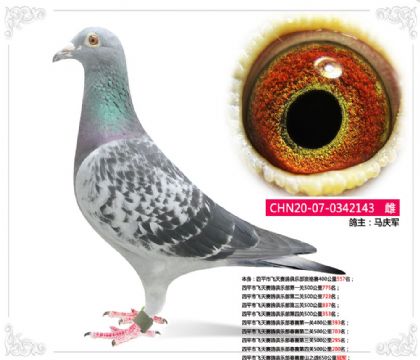 四平市飛天賽鴿俱樂(lè)部春賽唐山之戰(zhàn)650公里冠軍 雌