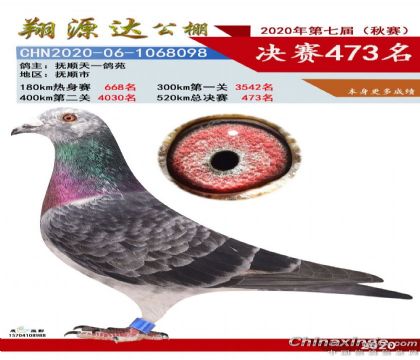 遼寧翔源達(dá)賽鴿公棚520公里決賽473名 雄