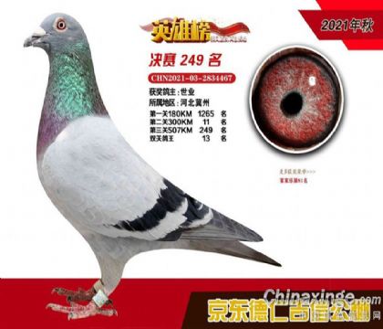 京東德仁吉信公棚雙關(guān)鴿王13名 雄