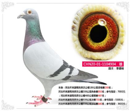 河北懷來(lái)源翔克勞沃公棚550公里加站賽640名 雄