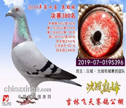 吉林省飛天賽鴿公棚500公里決賽380名 雌