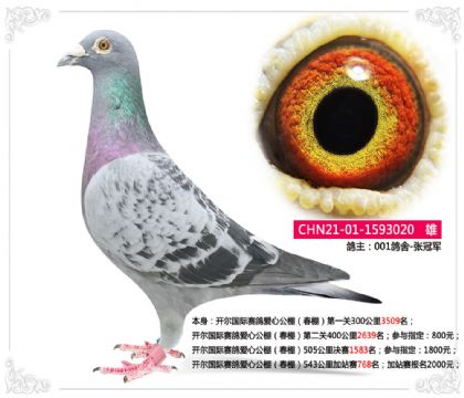 開(kāi)爾國(guó)際賽鴿愛(ài)心公棚(春棚)543公里加站賽768名