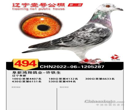 遼寧壹號(hào)賽鴿公棚530公里決賽494名 雌