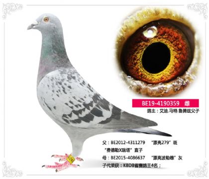 艾迪.馬特.魯騰茲父子359 雌