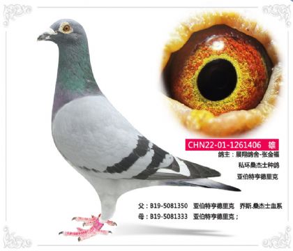 展翔鴿舍-張金福 私環(huán)桑杰士種鴿406 雄