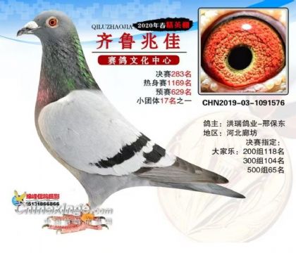山東兆佳賽鴿中心春棚(大)420公里決賽283名 雄