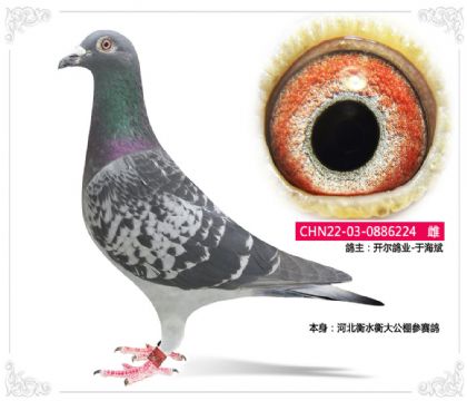 開(kāi)爾鴿業(yè)-于海斌河北衡水衡大公棚參賽鴿224 雌