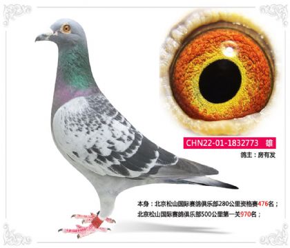 北京松山國(guó)際賽鴿俱樂(lè)部500公里第一關(guān)970名 雄