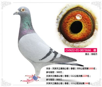 天津天立賽鴿公棚(春棚)553公里加站賽244名 雌