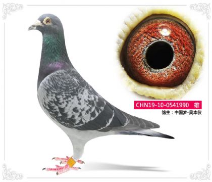 中國(guó)夢(mèng)-吳本儀 990 雄