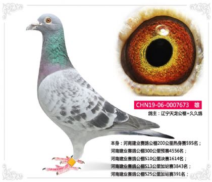 遼寧天龍公棚-李建軍--河南建業(yè)公棚525公里加站賽391名