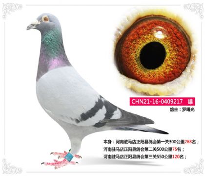 推薦--河南駐馬店正陽(yáng)縣鴿會(huì)第二關(guān)500公里75名 雄