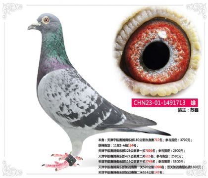 天津宇航賽鴿俱樂(lè)部加戰(zhàn)賽第二關(guān)514公里147名 雄