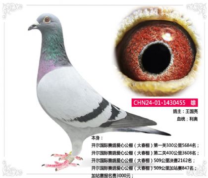 開(kāi)爾國(guó)際賽鴿愛(ài)心公棚(大春棚)509公里加站賽847名